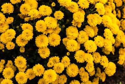 Full frame shot of yellow flowering plants