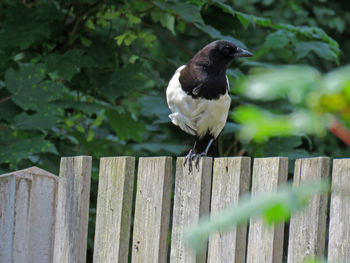 Close-up of bird perching on wood