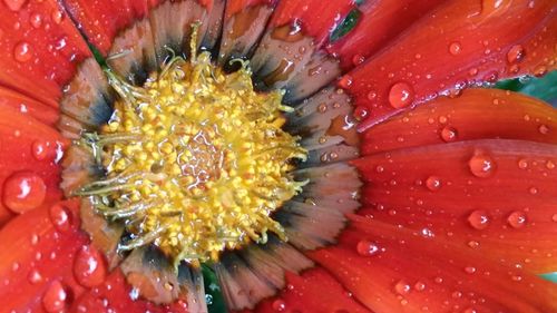 Macro shot of red flower