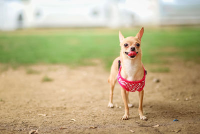 Portrait of dog