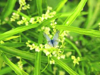 Close-up of insect on plant