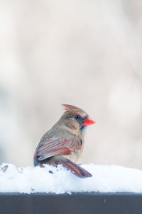 Close-up of bird perching on snow