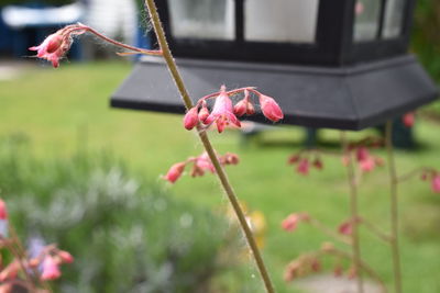 Close-up of pink flowers