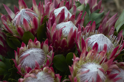 Close-up of pink flowering plant