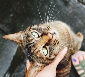 Close-up portrait of cat