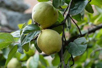 Close-up of fruit growing on tree