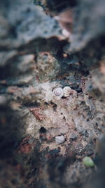 Full frame shot of rock on tree trunk