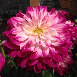 Close-up of pink flowers