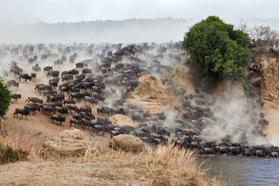 Wildebeest crossing the mara river during the annual great migration.