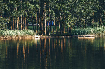 Scenic view of lake in forest