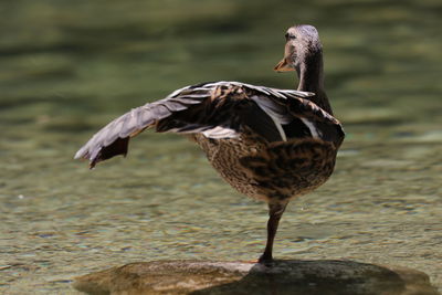 Close-up of a bird