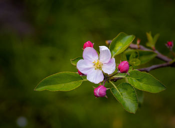 Close-up of pink flowering plant