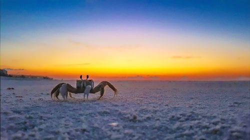 View of horse on beach against sky during sunset