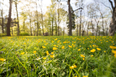 Yellow flowers on field