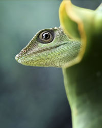 Close-up of lizard