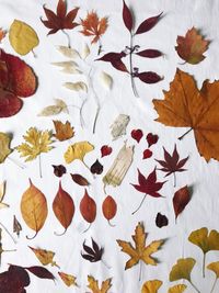 Close-up of maple leaves on white background