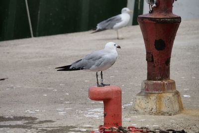 Close-up of seagull perching on wooden post