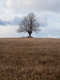 Bare tree on field against sky