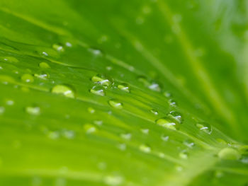 Full frame shot of raindrops on leaves