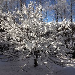 Close-up of snow on tree against sky