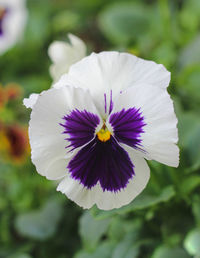 Close-up of purple flowering plant