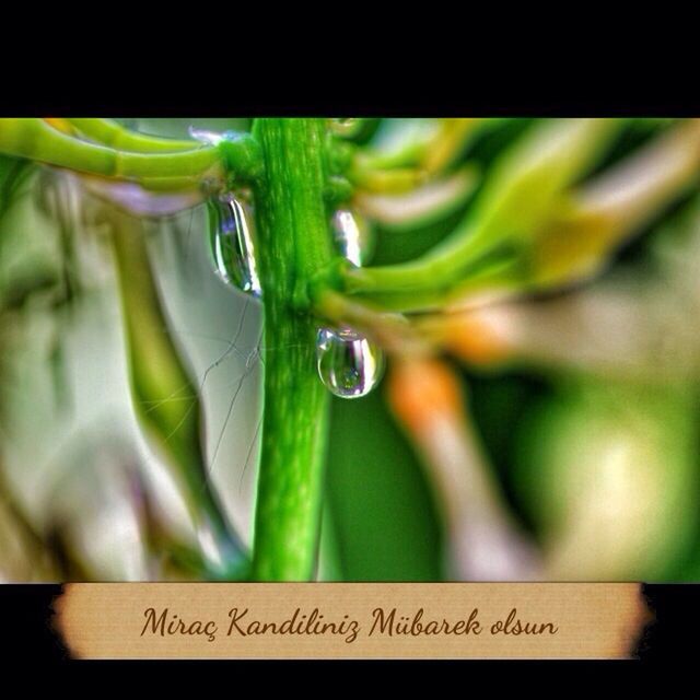 close-up, focus on foreground, green color, freshness, water, drop, growth, fragility, plant, indoors, selective focus, wet, glass - material, transparent, leaf, nature, no people, day, green, stem