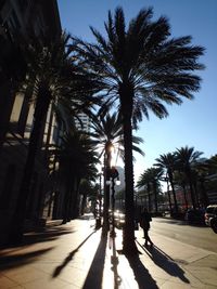 Palm trees along road