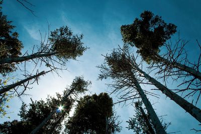 Low angle view of silhouette trees against sky