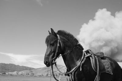 Horse against sky