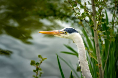 Close-up of a bird