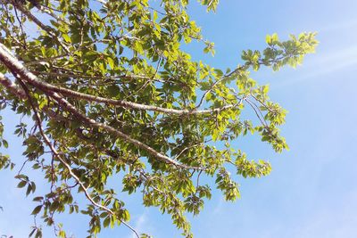Low angle view of tree against sky