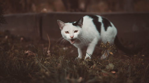 Portrait of kitten on field