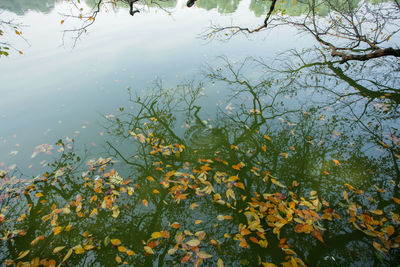 Scenic view of lake amidst plants against sky