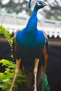 Close-up of peacock perching on branch