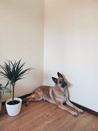 Dog sitting on floor at home