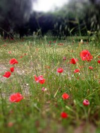 Close-up of red flowers blooming in field