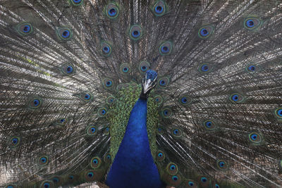 Close-up of peacock