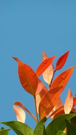 Low angle view of maple leaves against clear blue sky