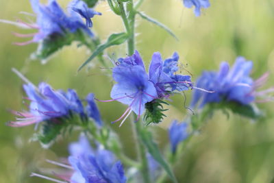 Close-up of purple flowering plants