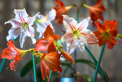 Close-up of orange flowers blooming outdoors