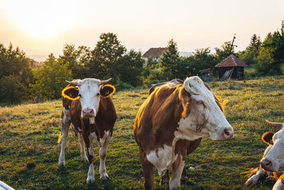 Cows in a field