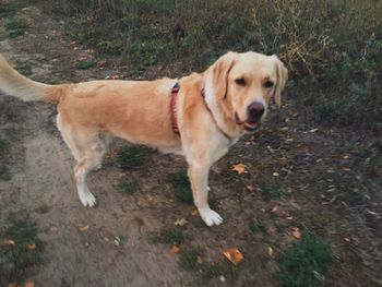 Portrait of dog standing on ground