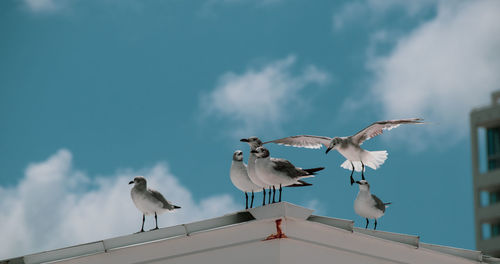 Low angle view of seagulls perching