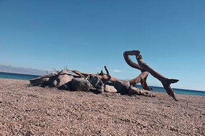 Driftwood on beach against clear blue sky