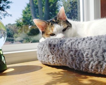 Cat relaxing on table at home