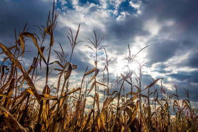 Close-up of stalks in field against cloudy sky