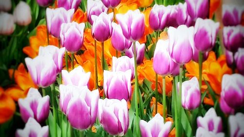 Close-up of colorful tulips