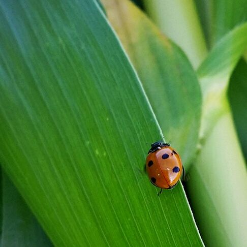 leaf, one animal, green color, insect, no people, animals in the wild, animal themes, close-up, day, nature, outdoors, ladybug, plant, growth, beauty in nature, fragility