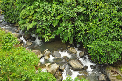 Stream flowing through rocks in forest