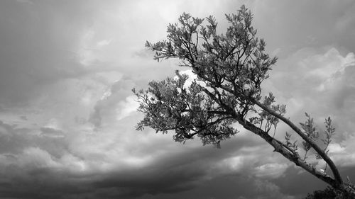 Low angle view of trees against sky